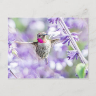 Pink Hummingbird Flying in Purple Postcard