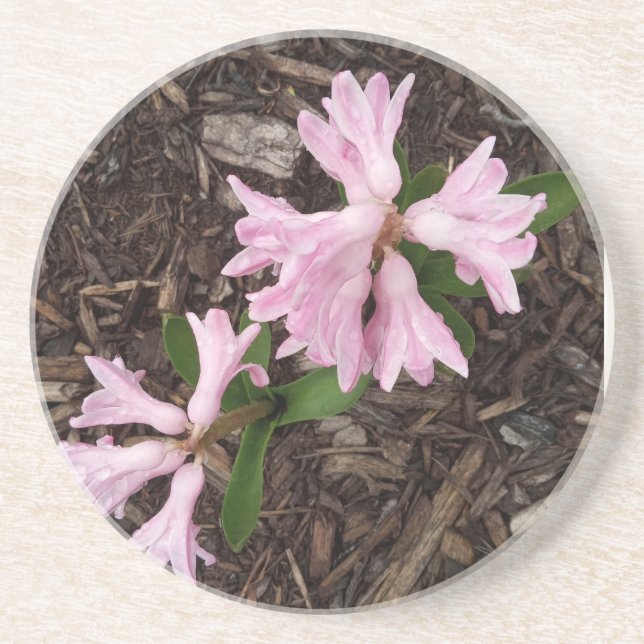 Pink Hyacinth Coster Coaster (Front)
