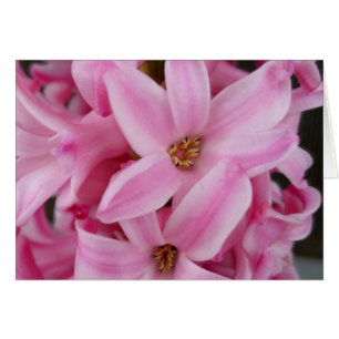 pink hyacinth flower