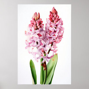 Pink Hyacinth Flower Art Print Poster