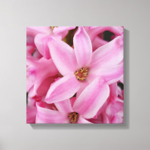 pink hyacinth flower canvas print