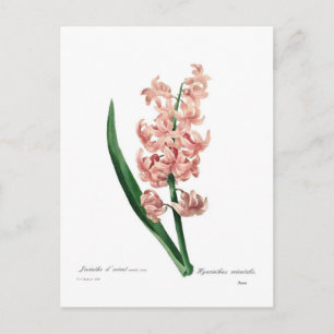 Pink Hyacinth Postcard