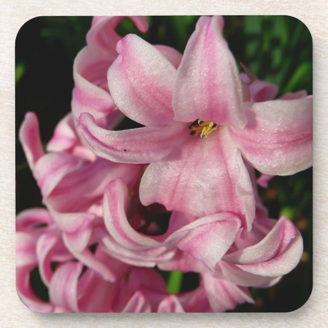 Pink Hyacinth Spring Floral Coaster (Front)