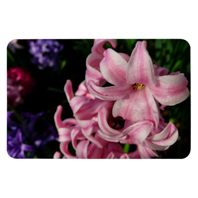 Pink Hyacinth Spring Floral Magnet (Horizontal)