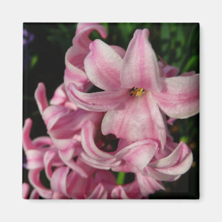 Pink Hyacinth Spring Floral Magnet