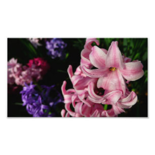 Pink Hyacinth Spring Floral Photo Print