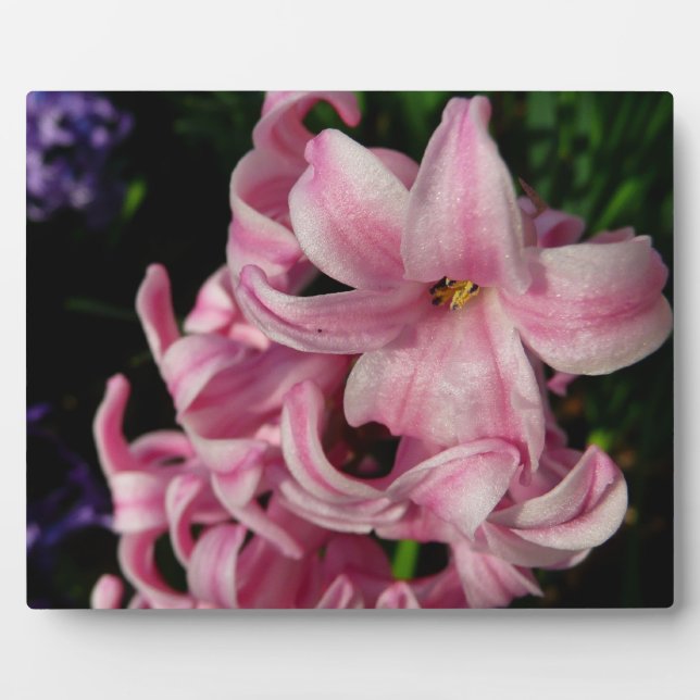 Pink Hyacinth Spring Floral Plaque (Front)