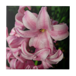 Pink Hyacinth Spring Floral Tile