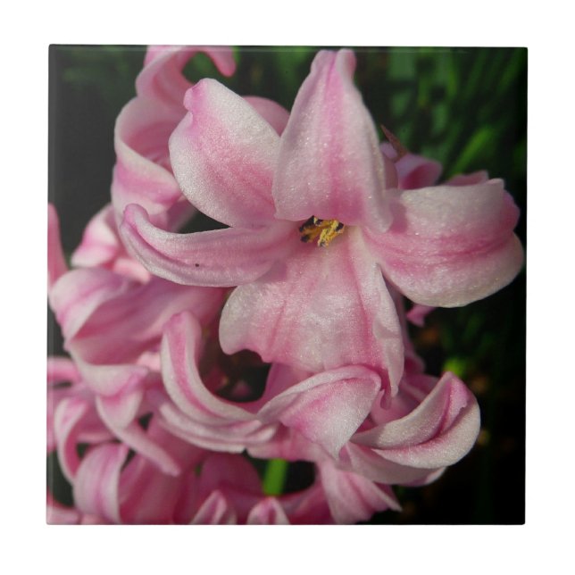 Pink Hyacinth Spring Floral Tile (Front)