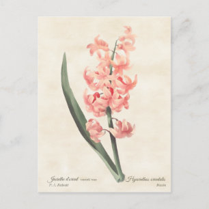 Pink Hyacinth Vintage Botanical Illustration Postcard