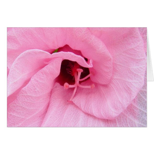 Pink Hybiscus (Front Horizontal)