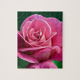 Pink Hybrid Tea Rose Jigsaw Puzzle