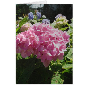 Pink Hydrangea