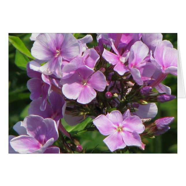 pink hydrangea (Front Horizontal)