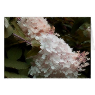 Pink Hydrangea