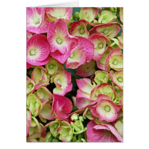 Pink Hydrangea