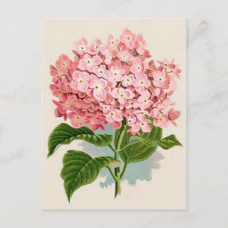Pink Hydrangea Botanical Print Postcard
