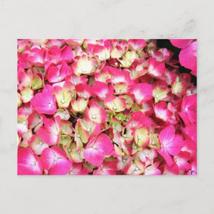 Pink Hydrangea Bouquet Postcard