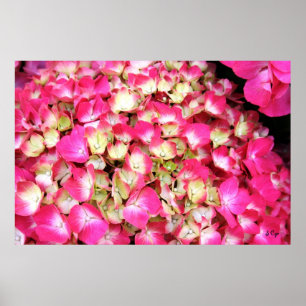 Pink Hydrangea Bouquet Poster, S Cyr Poster