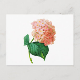 Pink Hydrangea by Pierre Joseph Redoute Postcard