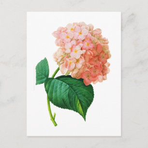 Pink Hydrangea by Pierre Joseph Redoute Postcard