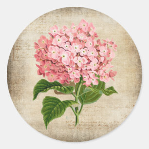 Pink Hydrangea Classic Round Sticker