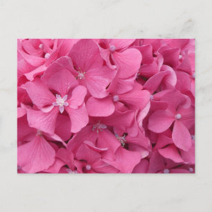 Pink Hydrangea Close Up DIY Postcard