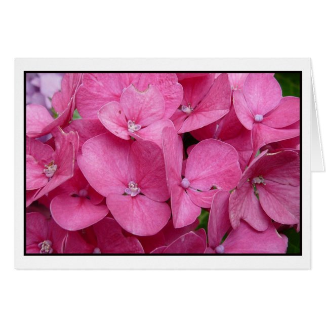 Pink Hydrangea closeup (Front Horizontal)