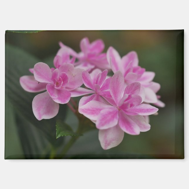 Pink Hydrangea Flower Magnet (Front)