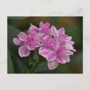 Pink Hydrangea Flower Postcard