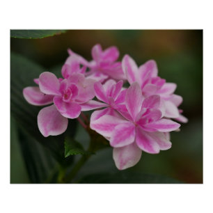 Pink Hydrangea Flower Poster