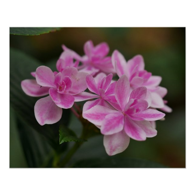 Pink Hydrangea Flower Poster (Front)