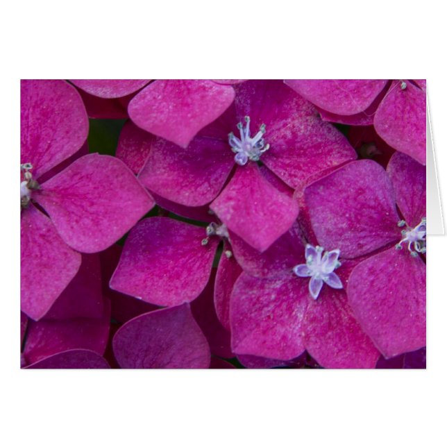 Pink Hydrangea Flowers (Front Horizontal)