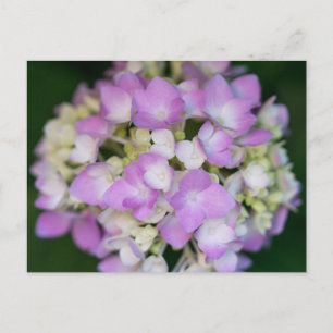 Pink Hydrangea Flowers Floral Postcard