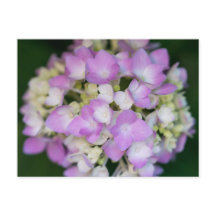 Pink Hydrangea Flowers Floral Postcard