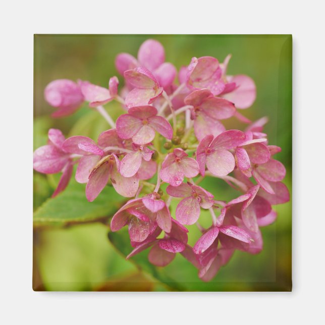 Pink Hydrangea Magnet (Front)
