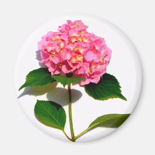 Pink Hydrangea Magnet (Front)