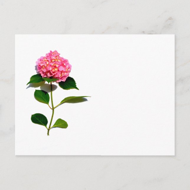 Pink hydrangea pink floral pink flower postcard (Front)