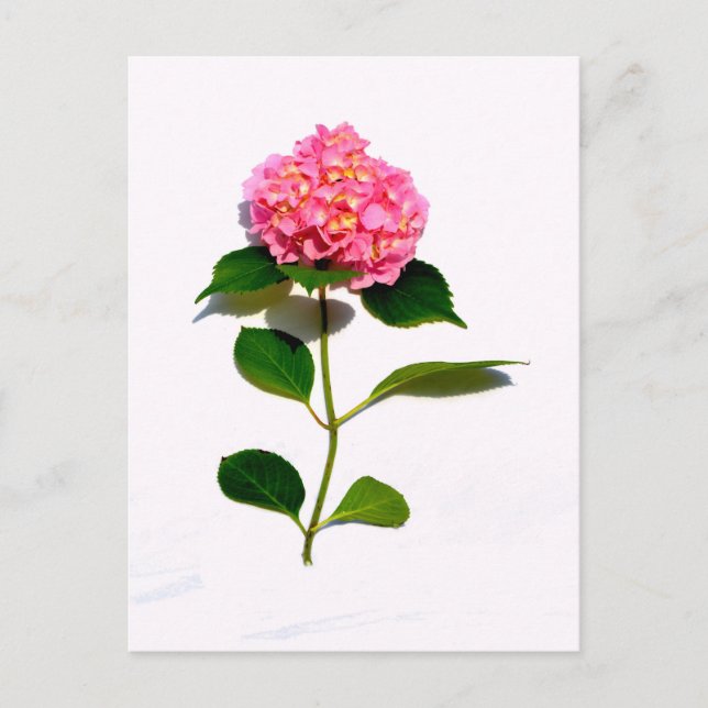 Pink Hydrangea pink floral pink flower Postcard (Front)