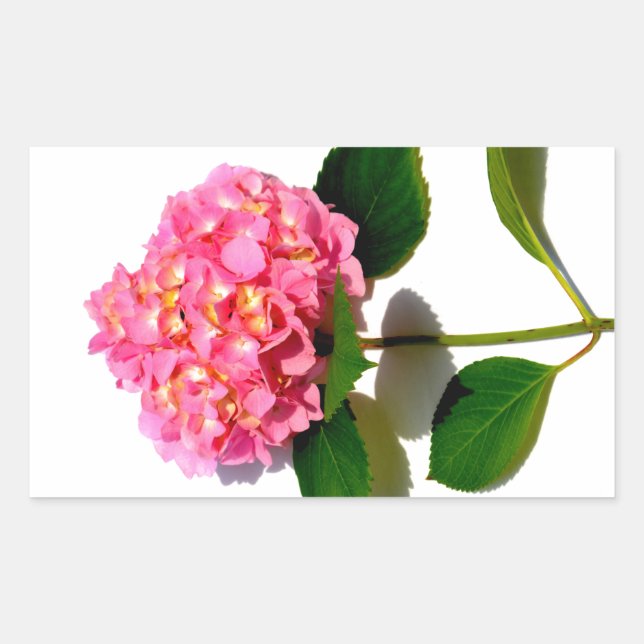 Pink hydrangea pink floral pink flower rectangular sticker (Front)