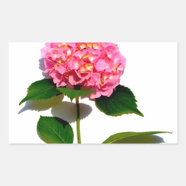 Pink hydrangea pink floral pink flower rectangular sticker (Front)
