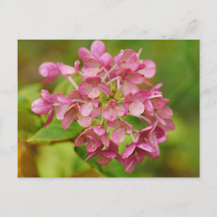 Pink Hydrangea Postcard