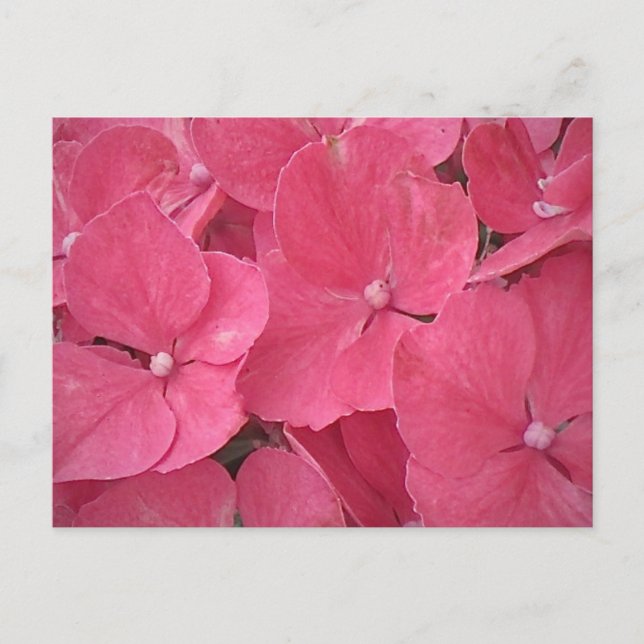 Pink Hydrangea Postcard (Front)