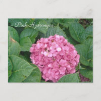 Pink Hydrangea