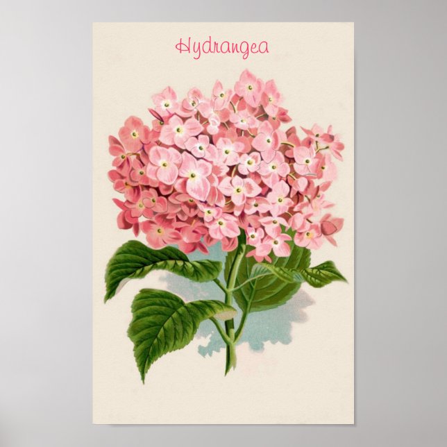 Pink Hydrangea Poster (Front)