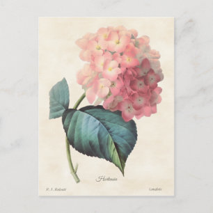 Pink Hydrangea Vintage Botanical Illustration Postcard
