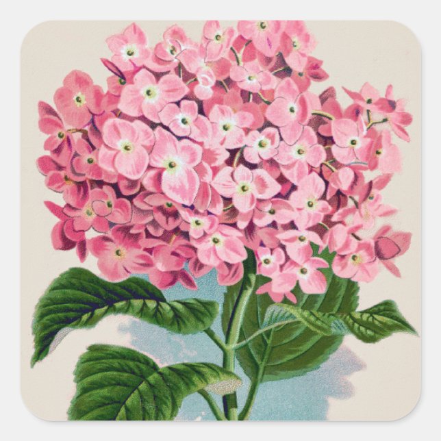 Pink Hydrangea Vintage Sticker (Front)