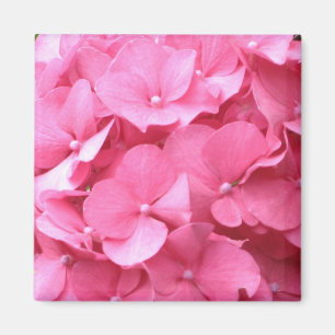Pink Hydrangeas Magnet