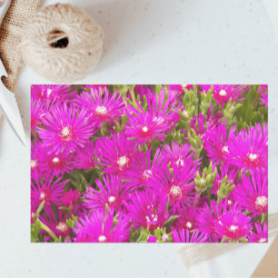 Pink Ice Plant Flowers Floral Tissue Paper