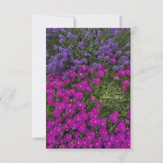 Pink Ice Plant & Lavender Card (Front)